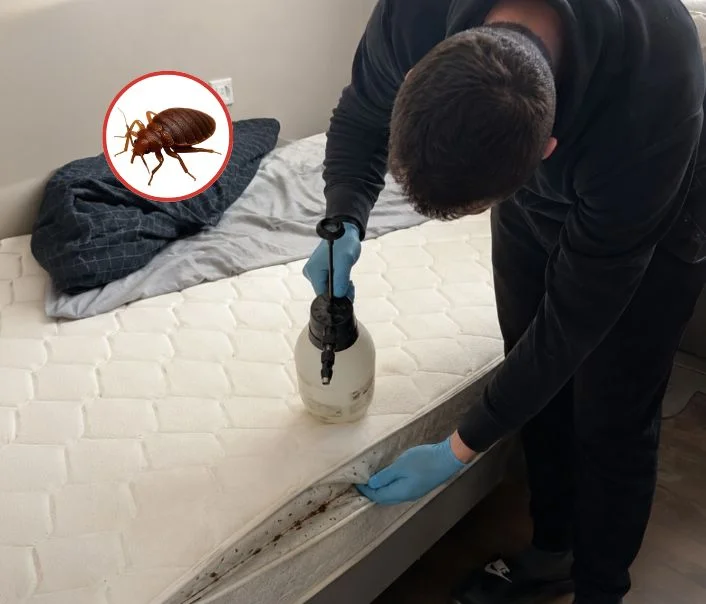 Technicien traitant un matelas contre les punaises de lit à Orvilliers